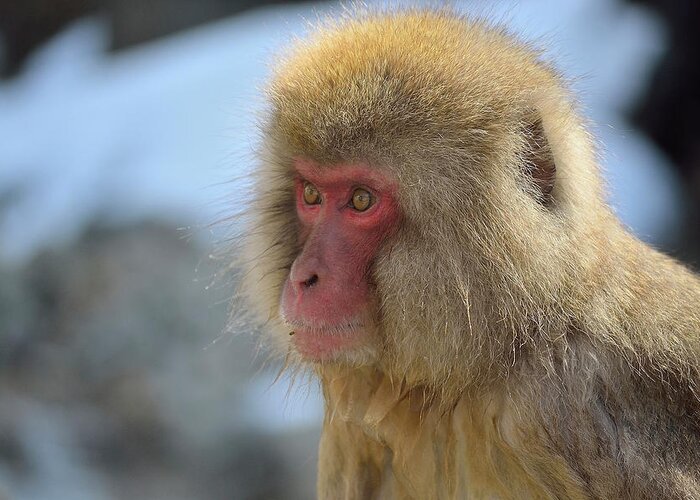 Animal Themes Greeting Card featuring the photograph Snow Monkey Portrait #1 by Electravk