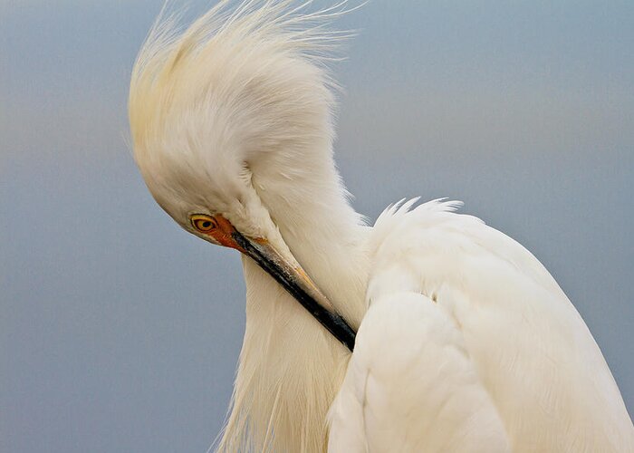 Snowy Egret Greeting Card featuring the photograph Snowy Egret #1 by Ben Graham