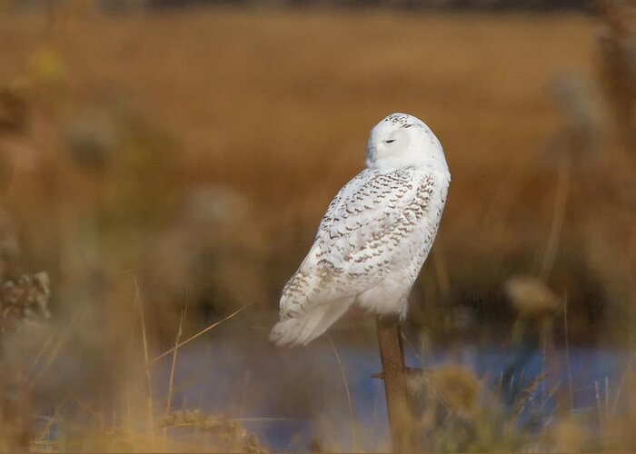 Snowy Owl Greeting Card featuring the photograph Snowy Owl Resting #1 by Stephanie McDowell