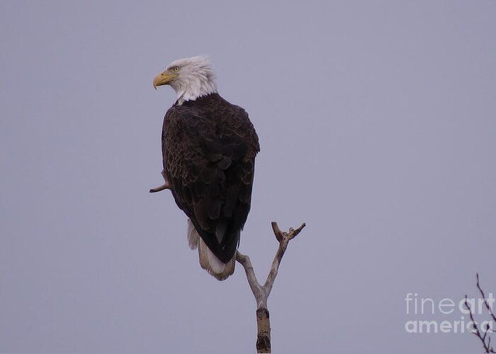 Nature Greeting Card featuring the photograph Solo Bald Eagle by Mary Mikawoz