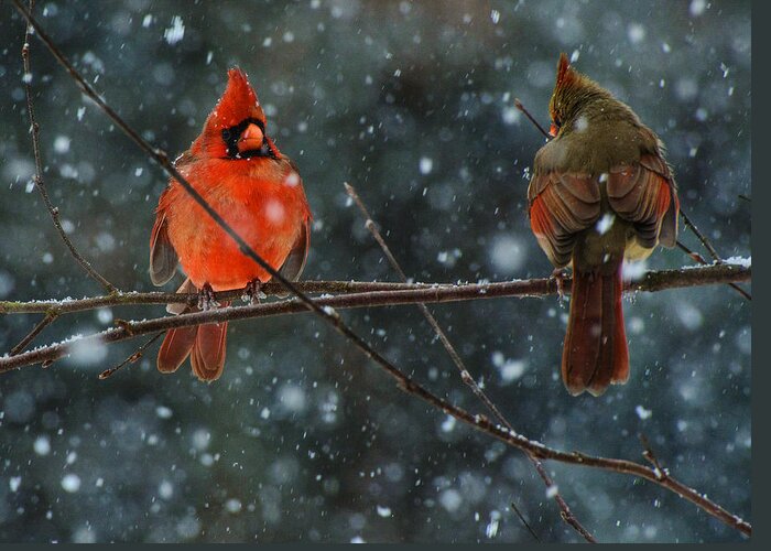 Male And Female Cardinals Framed Prints Greeting Card featuring the photograph Soulmates by John Harding