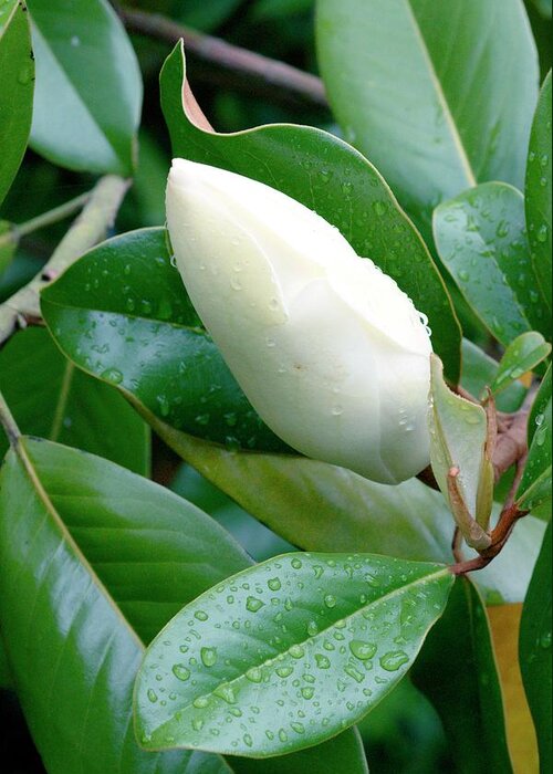 Southern Magnolia Greeting Card featuring the photograph Southern Magnolia (magnolia Grandiflora) #1 by Brian Gadsby/science Photo Library
