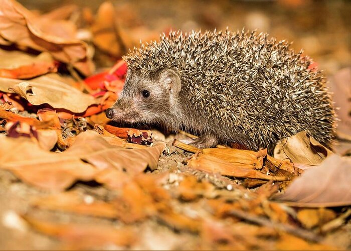 Eastern Greeting Card featuring the photograph Southern White-breasted Hedgehog #1 by Photostock-israel
