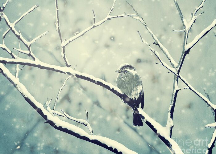 Winter Greeting Card featuring the photograph Sparrow on the snowy branch by Jelena Jovanovic