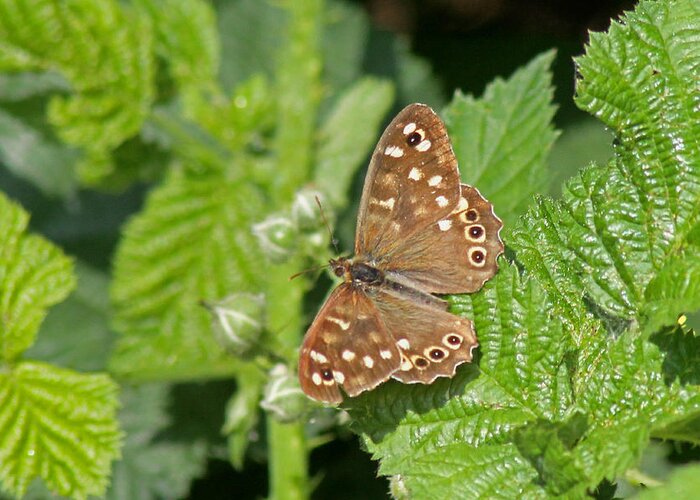 Speckled Wood Butterfly Greeting Card featuring the photograph Speckled Wood Butterfly #1 by Tony Murtagh