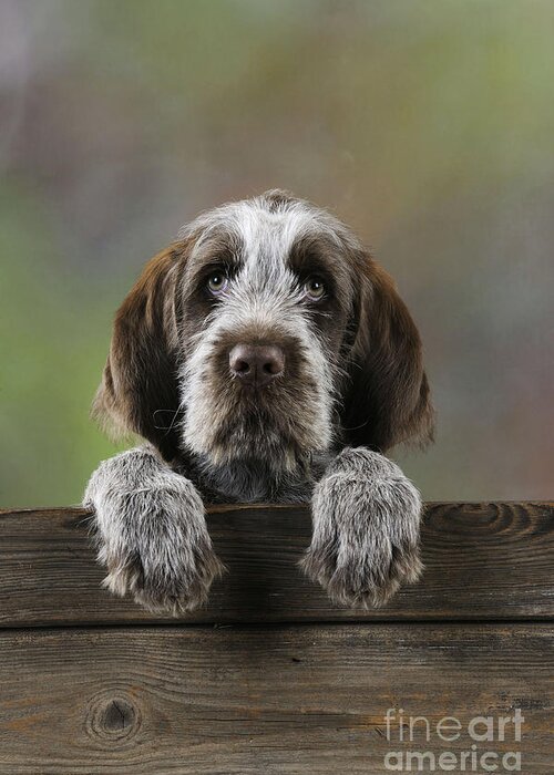 Spinone Puppy Dog Greeting Card for 