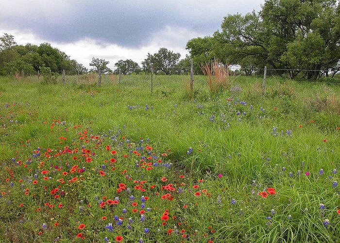 Wildflowers Greeting Card featuring the photograph Springtime in the Hill Country #1 by Lynn Bauer