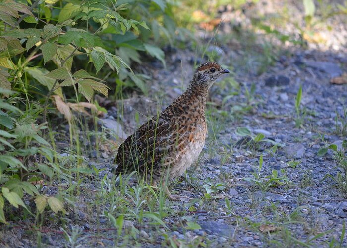 Nature Greeting Card featuring the photograph Spruce Grouse #2 by James Petersen