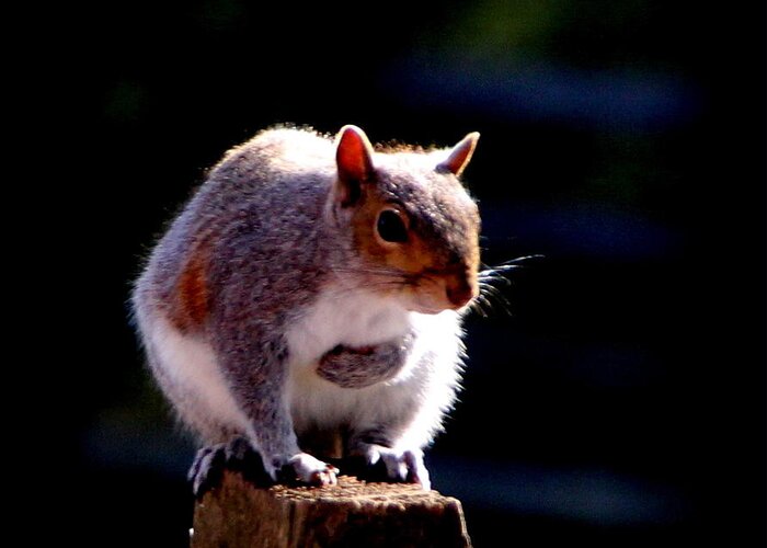 Animals Greeting Card featuring the photograph Squirrel #1 by Rabiah Seminole
