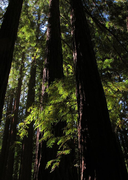 Redwood Greeting Card featuring the photograph Standing Tall by Derek Dean