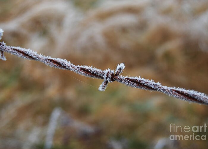 Barbed Wire Greeting Card featuring the photograph Sugar Coated by Jani Freimann