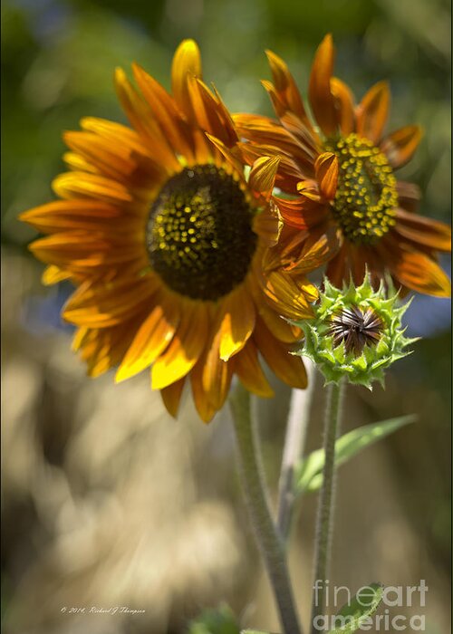 Sunflower Greeting Card featuring the photograph Sunflower vr. 'velvet queen ' #3 by Richard J Thompson 