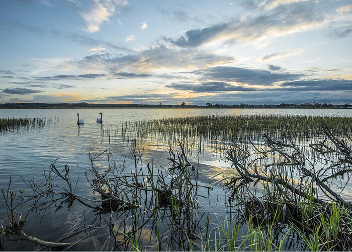 Swans Greeting Card featuring the photograph Sunset #1 by Jaroslaw Grudzinski