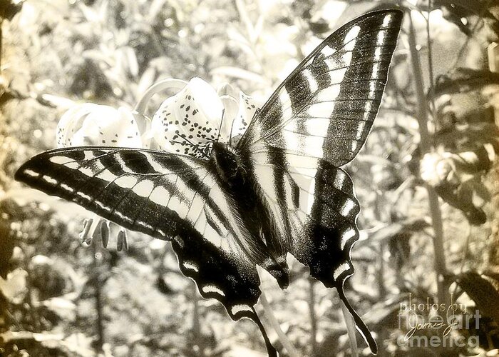 Butterfly Greeting Card featuring the photograph Swallow Tail #1 by Jamie Johnson