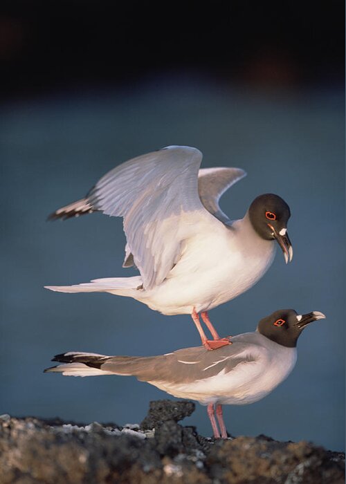 Feb0514 Greeting Card featuring the photograph Swallow-tailed Gulls Mating At Dusk #1 by Tui De Roy