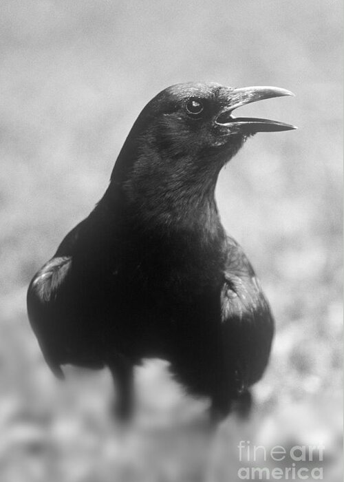 Crow Greeting Card featuring the photograph Talking Crow #1 by John Harmon