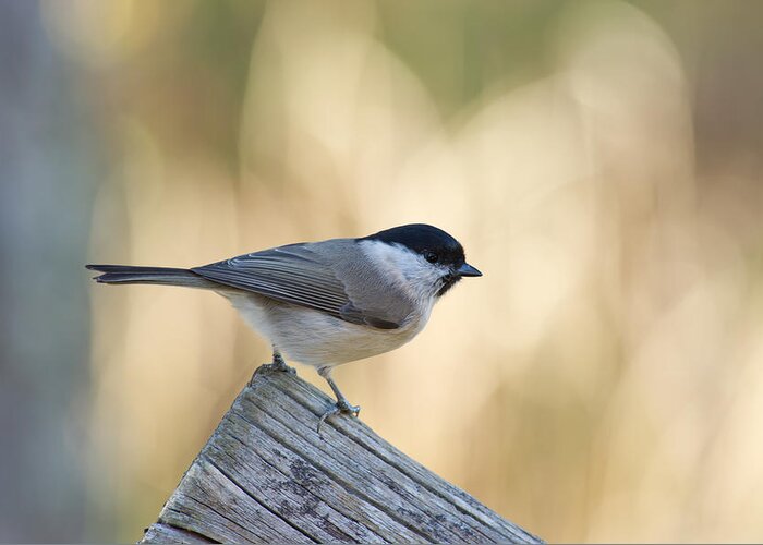 Marsh Tit Greeting Card featuring the photograph The Marsh Tit #1 by Torbjorn Swenelius