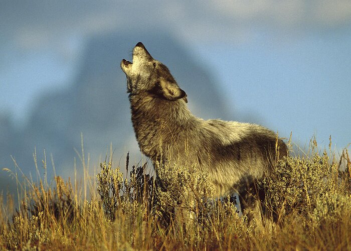 Feb0514 Greeting Card featuring the photograph Timber Wolf Howling Idaho #1 by Tom Vezo