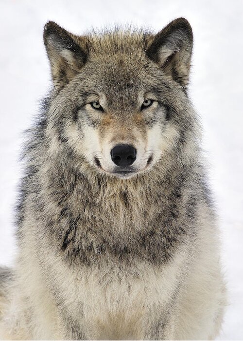Wolf Greeting Card featuring the photograph Timber Wolf Portrait by Tony Beck