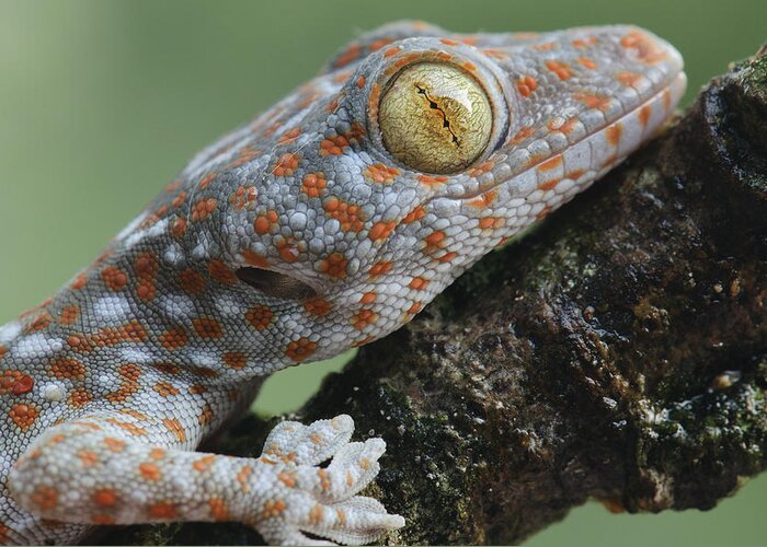 Feb0514 Greeting Card featuring the photograph Tokay Gecko Juvenile Thailand #1 by Ch'ien Lee