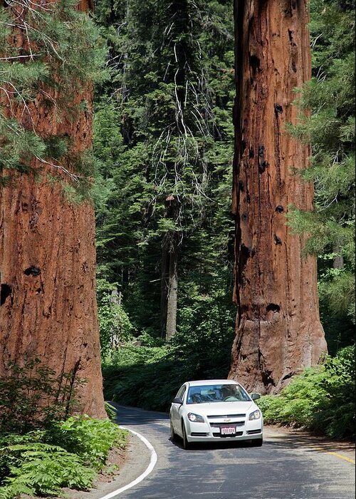Giant Sequoia Greeting Card featuring the photograph Tourism In Sequoia National Park #1 by Jim West