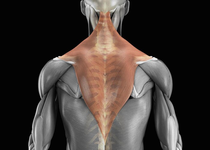 3d Visualisation Greeting Card featuring the photograph Trapezius Muscle With Skeleton #1 by Science Picture Co