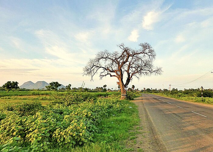 Tree Greeting Card featuring the photograph Tree on Road #1 by Girish J