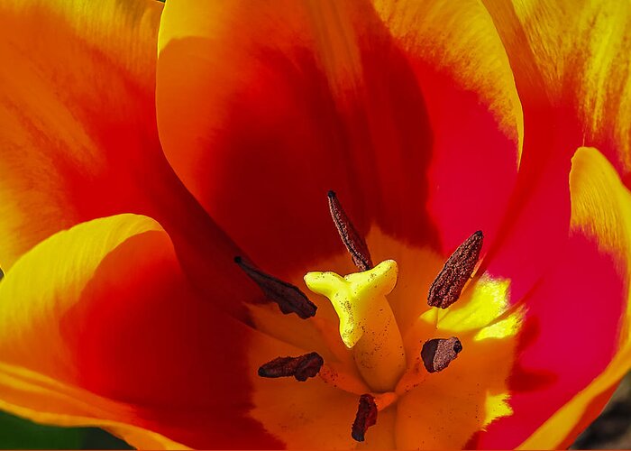 Flower Greeting Card featuring the photograph Tulip #1 by Robert Mitchell