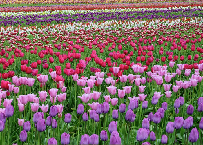 Photography Greeting Card featuring the photograph Tulips At Wooden Shoe Tulip Farm #1 by Panoramic Images