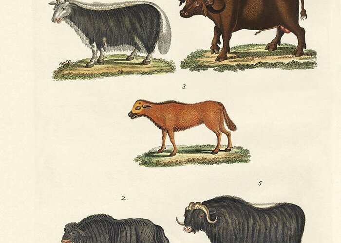 Yak Greeting Card featuring the drawing Various kinds of oxen #1 by Splendid Art Prints