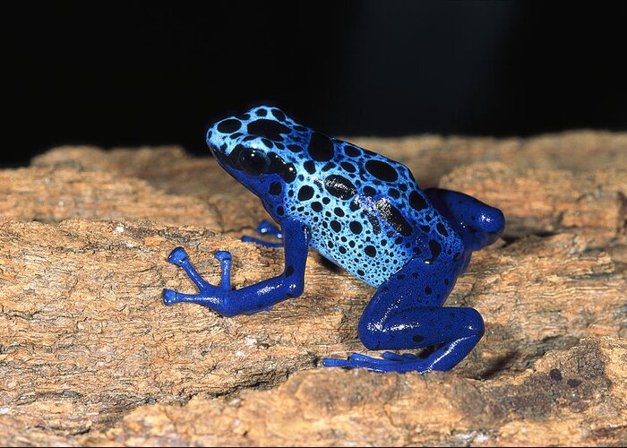 Feb0514 Greeting Card featuring the photograph Very Tiny Blue Poison Dart Frog #1 by San Diego Zoo