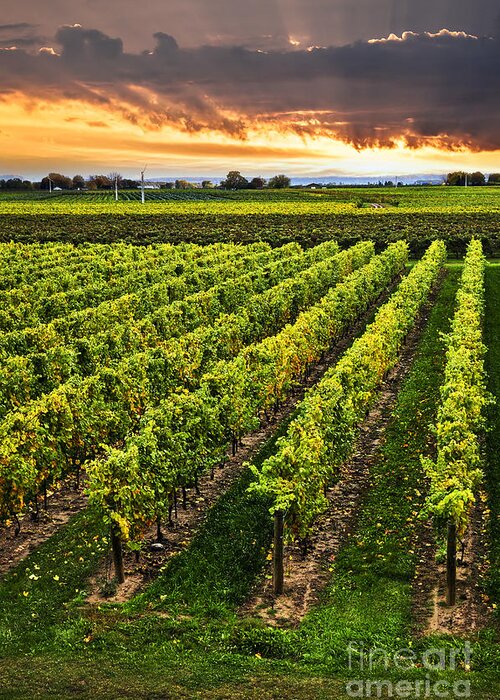 Vineyard Greeting Card featuring the photograph Vineyard at sunset #1 by Elena Elisseeva