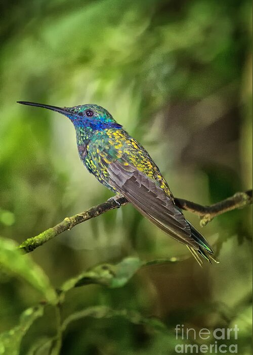 Ecuador Greeting Card featuring the photograph Violet-Eared-Brilliant #1 by Todd Bielby