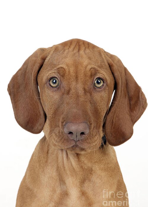 Dog Greeting Card featuring the photograph Vizsla Puppy Dog #1 by John Daniels