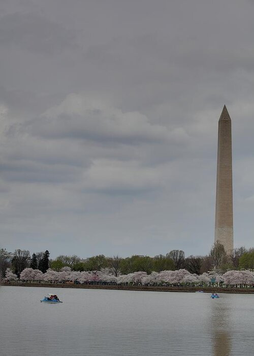 America Greeting Card featuring the photograph Washington Monument - Cherry Blossoms - Washington DC - 01131 #1 by DC Photographer