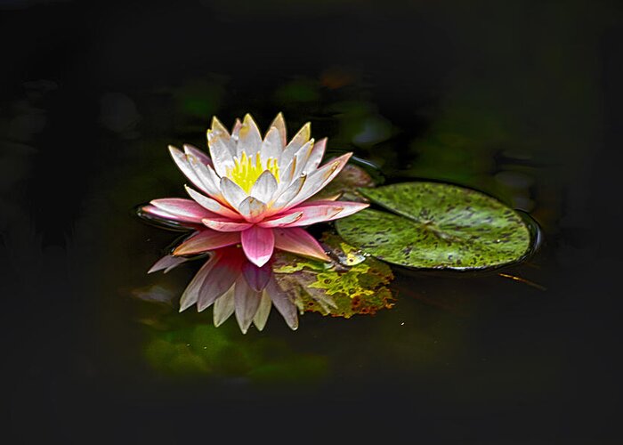 Water Lily Greeting Card featuring the photograph Water Lily by Bill Barber