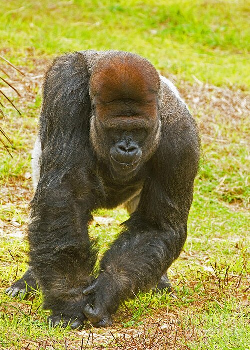 Nature Greeting Card featuring the photograph Western Lowland Gorilla Male #1 by Millard H. Sharp