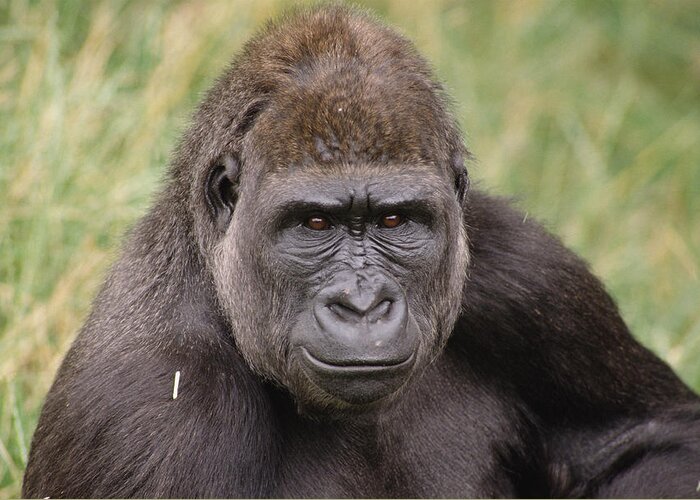 Feb0514 Greeting Card featuring the photograph Western Lowland Gorilla Young Male #1 by Gerry Ellis