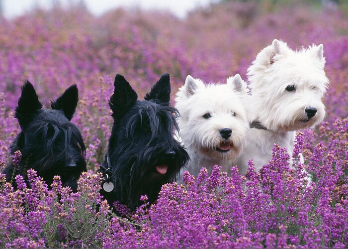 West Highland White Terrier Greeting Card featuring the photograph Westie And Scottie Dogs #1 by John Daniels