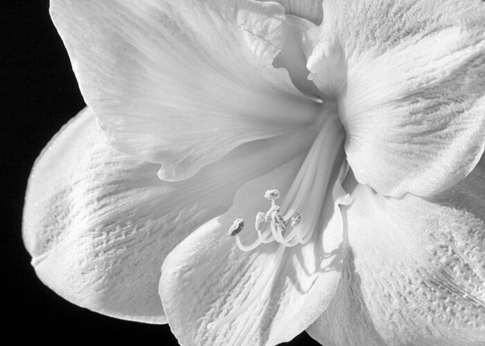 3scape Greeting Card featuring the photograph White Amaryllis #1 by Adam Romanowicz
