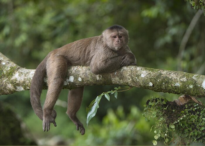 Pete Oxford Greeting Card featuring the photograph White-fronted Capuchin Puerto by Pete Oxford