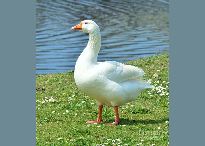 White Greeting Card featuring the photograph White Goose #2 by Kathleen Struckle