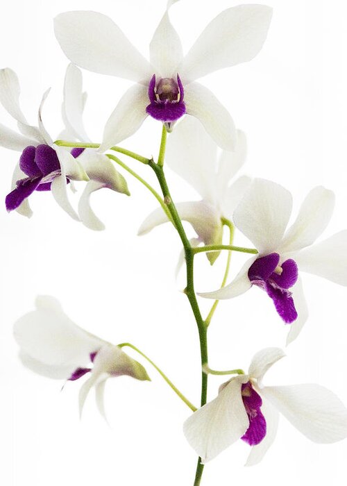 White Greeting Card featuring the photograph White Orchids #1 by Bradley R Youngberg