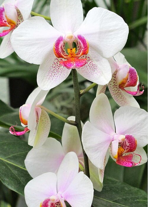 Orchid Greeting Card featuring the photograph White Orchids by Sue Morris