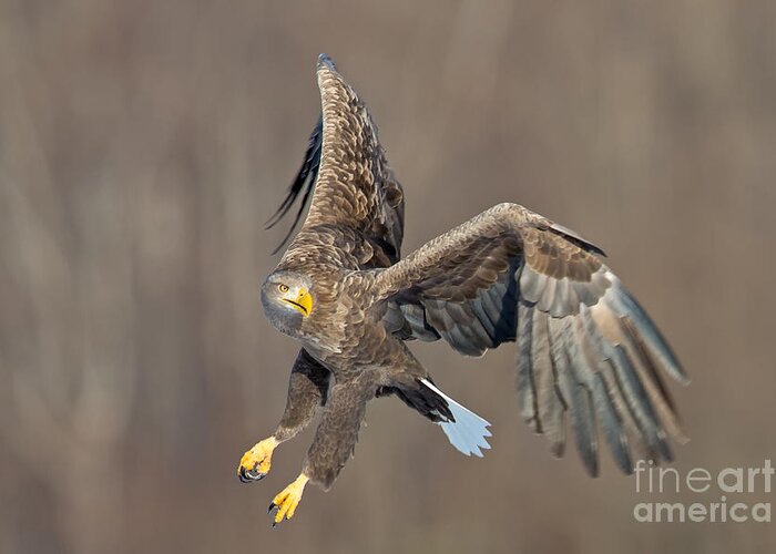White-tailed Sea Eagle Greeting Card featuring the photograph White Tailed Sea Eagle #1 by Natural Focal Point Photography