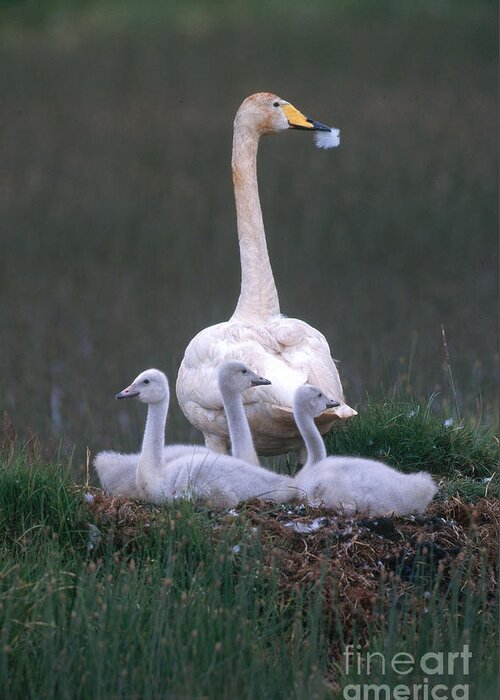 Whooper Swan Greeting Card featuring the photograph Whooper Swan With Cygnets #1 by Art Wolfe
