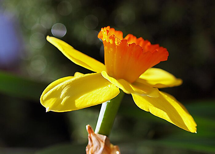Daffodil Greeting Card featuring the photograph Wide Open by Joe Schofield