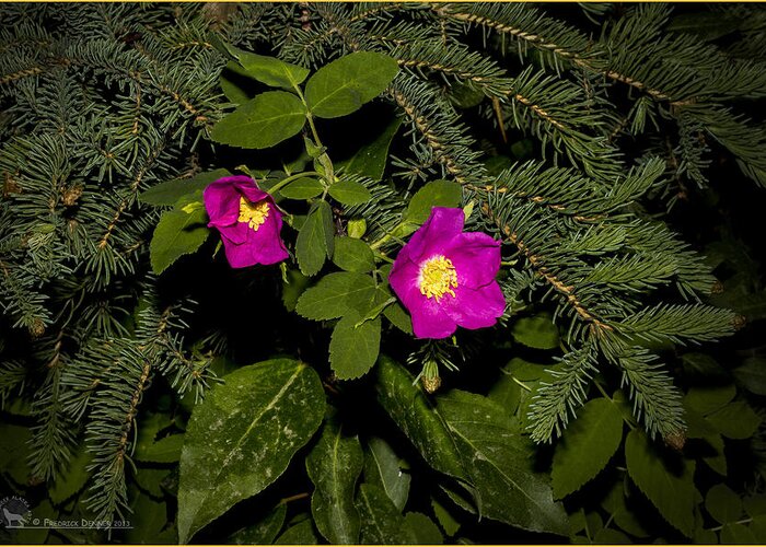 Flowers Greeting Card featuring the photograph Wild Roses #1 by Fred Denner