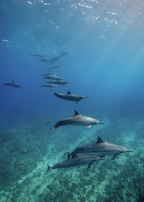 Underwater Greeting Card featuring the photograph Wild Spinner Dolphins #1 by James R.d. Scott