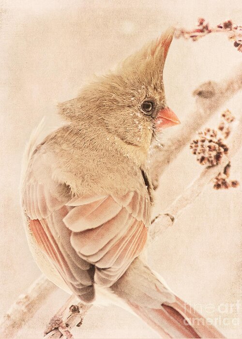Bird Greeting Card featuring the photograph Winter Cardinal #1 by Pam Holdsworth